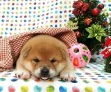 Gorgeous shiba inu puppies available now