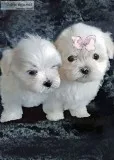 Maltese puppies for x-mas sales 