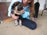 wonderful german shepherd puppies 