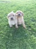Beautiful labrador puppies