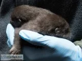 Asian small clawed otters