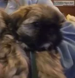 Akc shih tzu puppies 