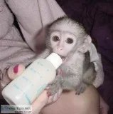 Charming capuchin monkey available