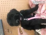 Akc giant schnauzer 