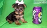Stunning t-cup yorkies 1 2lbs for sale