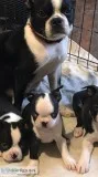 Cute boston terrier puppies