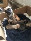 Chihuahua puppies