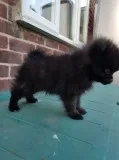 Pomeranian puppies akc reg