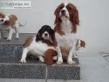 Cavalier king charles spaniel puppies