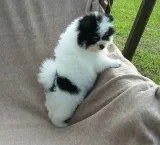 Pomeranian puppies available, ready now