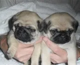 No-health modest pug puppies