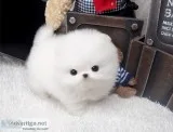 Teacup pomeranian puppies