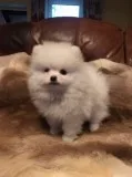 Charming pomeranian puppies