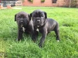 Micro chipped cane corso ready now