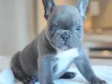 Blue eyes french bulldog puppies