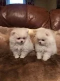 Pomeranian puppies