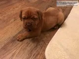 Beautiful dogue de bordeaux puppies