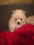 Loving pomeranian puppies 