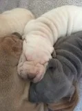 Chunky champion shar pei puppies