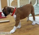 Adorable kc purebred boxer puppy