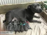 Blue staffordshire bull terrier puppies