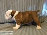 British bulldog pups