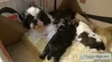 Beautifull shih tzu puppies boys and gir