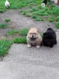 Lovely chow chow puppy