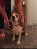 Gorgeous beagle puppies