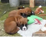 Charming little boxer puppies