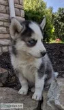 Siberian husky puppies smart pups