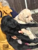 Beautiful labrador puppies for sale