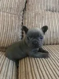 Blue french bulldog puppies champion lin