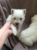 Beautiful west highland terriers puppies