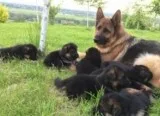 Kc black and tan germans shepherds puppi