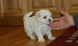Maltese puppies looking for loving home
