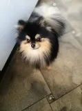 Pomeranian pup boy