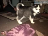 6 adorable siberian husky puppies