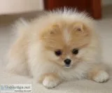Toy pomeranian puppies ready 