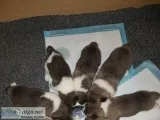 Stunning akita puppies