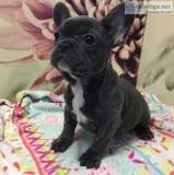 French bulldog puppies