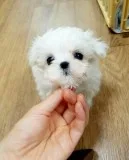 Kc maltese
