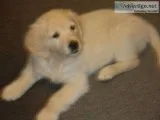 Adorable golden retriever available