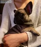Bulldog french