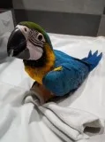 Blue and gold macaw