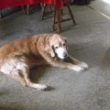 Pet care