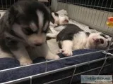 Sweet husky for adoption