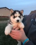 M/f siberian husky