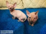 Sphynx kittens