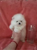 Healthy home raised pomeranian pups avai
